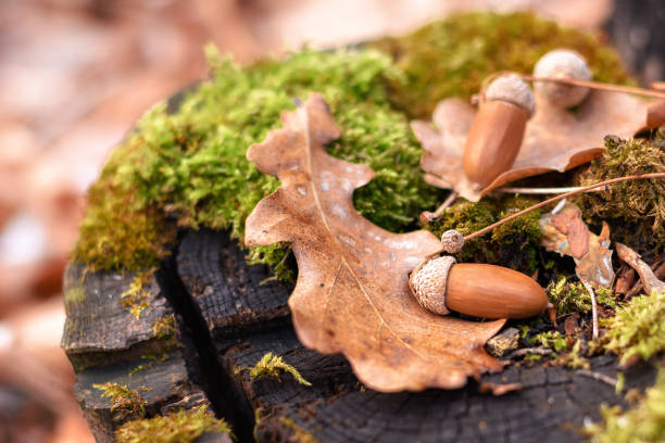 istock Acorns and oak leaves on a stump 1283848585