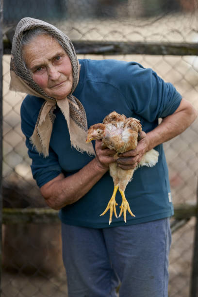 istock Old farmer woman with her chicken pet 1283848840