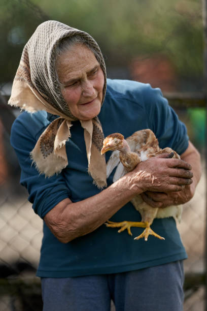 istock Old farmer woman with her chicken pet 1283848847