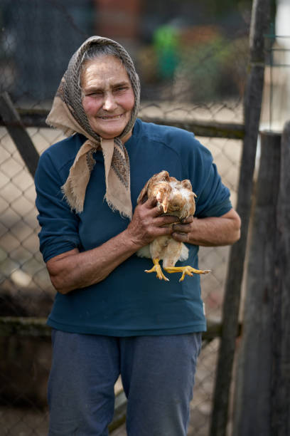istock Old farmer woman with her chicken pet 1283848853