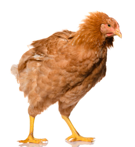 istock one tousled brown chicken shake her feathers, isolated on white background, studio shoot 1283849582