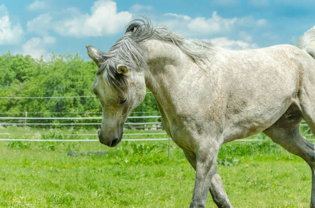 Detailed macro view of a light-colored horse mane shining in sunlight, showing natural texture, softness and beauty of animal hair and motion