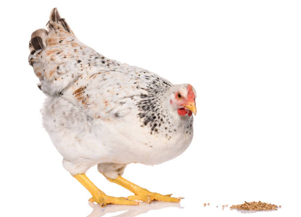 istock one white chicken pecking grains, isolated on white background, studio shoot 1283849659