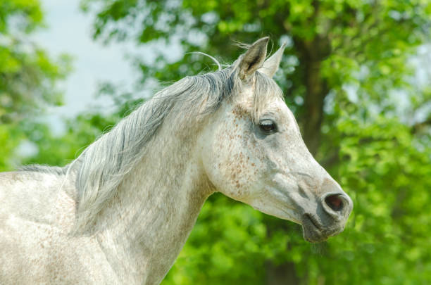 istock Arabian horse - stallion portrait 1283849682