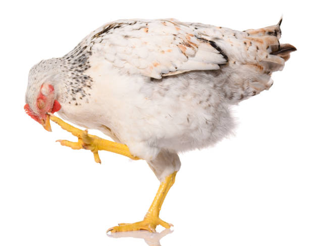 istock one white chicken lifted her leg and scratched her head, isolated on white background, studio shoot 1283849731