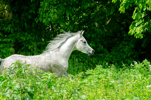 Arabian horse - stallion scents mares in the pasture and shows itself in its beauty