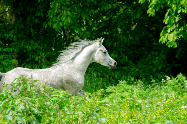 arabian horse - stallion galloping in the pasture - horse arabian horse arabia white imagens e fotografias de stock