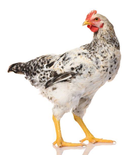 istock one gray rooster isolated on white background, studio shoot 1283849790