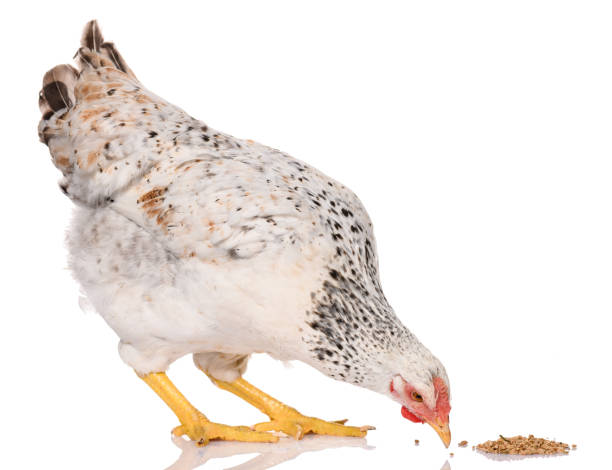 istock one white chicken pecking grains, isolated on white background, studio shoot 1283849800