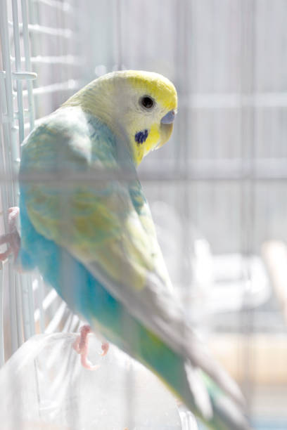 istock The budgerigar (parakeet)which relaxes in a bird cage 1283849825