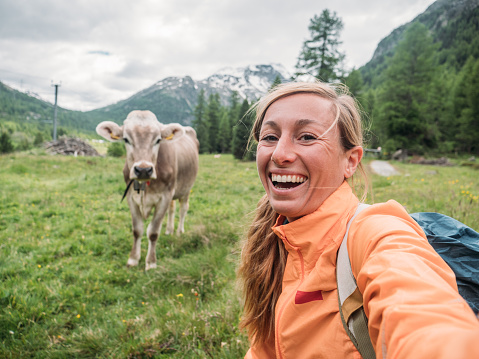 Selfie portrait of hiker female posing with cow on green grass meadow in alpine region