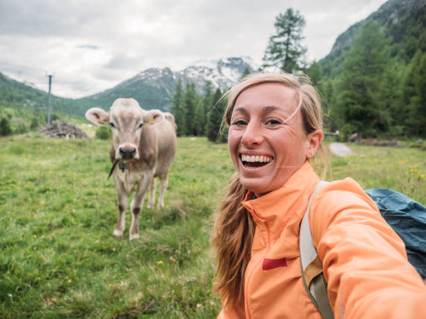Happy woman having fun taking selfie with cow in meadow Selfie portrait of hiker female posing with cow on green grass meadow in alpine region swiss culture photos stock pictures, royalty-free photos & images