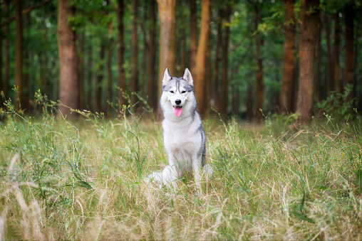 A young Siberian Husky sitting in a green grass in a forest. She has amber eyes, grey and white fur. There are a lot of trees with brown trunks in the background.