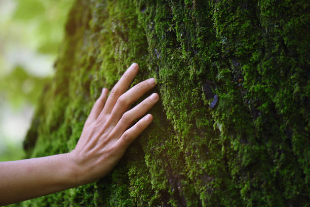 istock Touch of fresh moss in the forest 1283852667