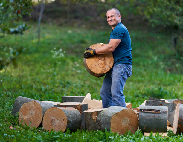 istock Lumberjack manhandling the beech logs 1283852717