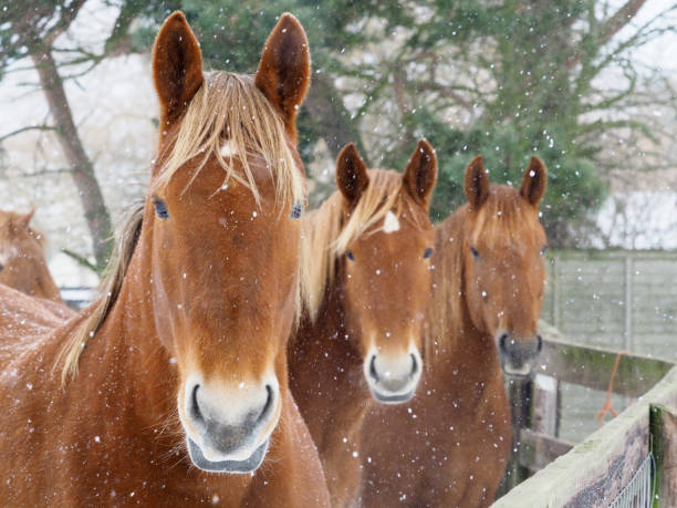 Three Suffolk Punch horses in a heavy snow fall.