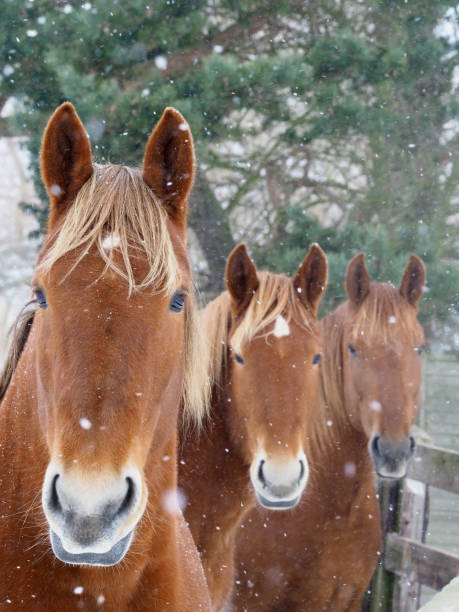 Snow
