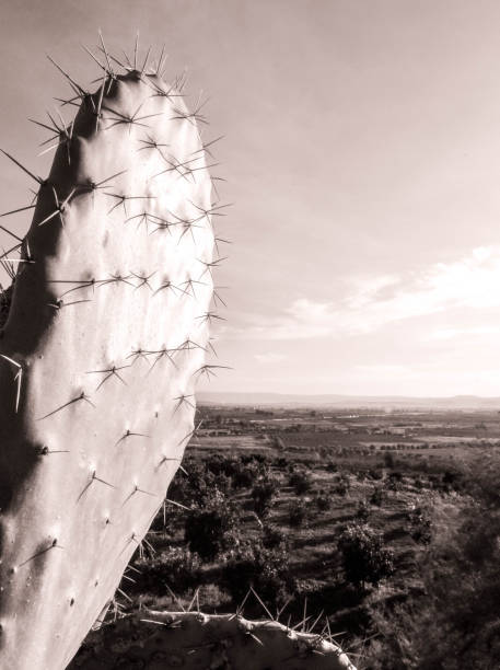 istock Italian Countryside Cactus 1283853856