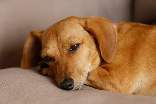 istock small animal dachshund puppy 1283854003