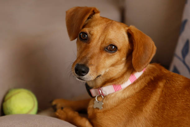 istock small animal dachshund puppy 1283854080