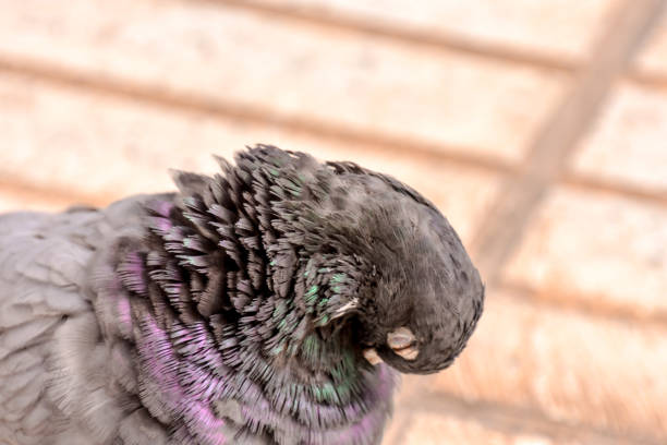 Photo picture of a wild bird animal pigeon dove