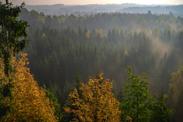 Beautiful colourful sunrise over thick forest with mist during autumn.