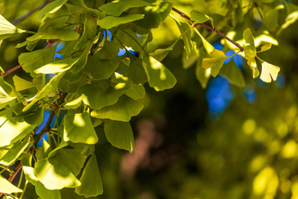 istock golden leaves on a gingko tree in autumn 1283858255