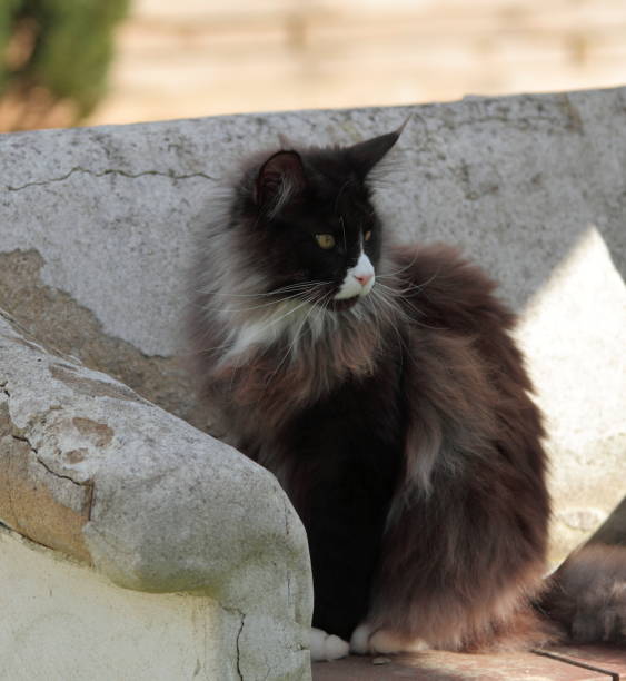 istock Big Maine coon tomcat plays 1283858522