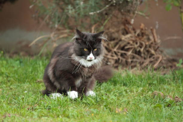 istock Big Maine coon tomcat plays 1283858561