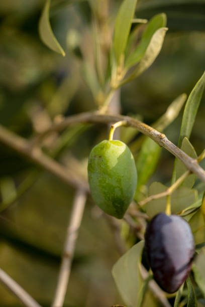 istock olive olives for oil , leaf tree natural food background 1283860151
