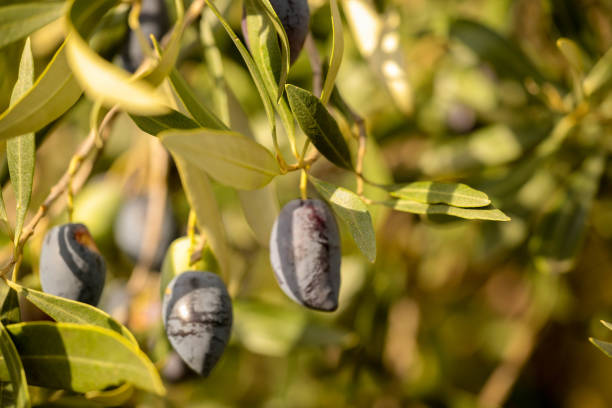 istock olive olives for oil , leaf tree natural food background 1283861124