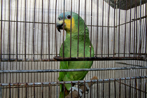 porto Seguro, bahia / brazil - february 18, 2008: parrot is seen in a treatment center for animals in the city of Porto Seguro, in the south of Bahia.\