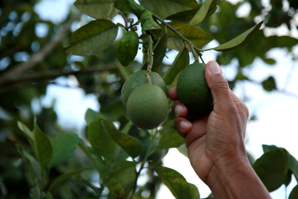 istock oranges plantation in bahia 1283861178