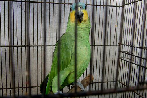 porto Seguro, bahia / brazil - february 18, 2008: parrot is seen in a treatment center for animals in the city of Porto Seguro, in the south of Bahia.\