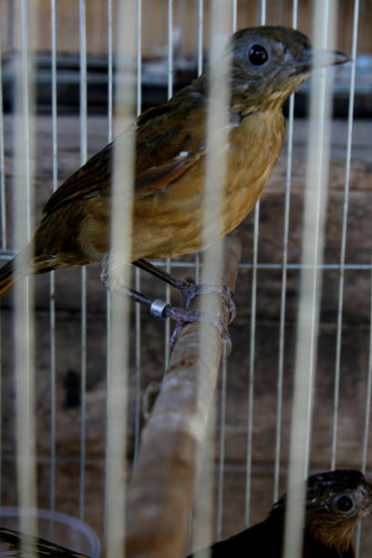 istock animal treatment center 1283861203