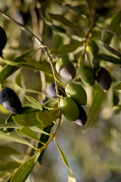istock olive olives for oil , leaf tree natural food background 1283861257