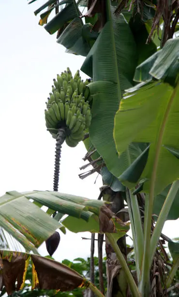 mata de sao joao, bahia / brazil - october 25, 2020: banana fruit plantation on a farm in the rural area of the city of Mata de Sao Joao.