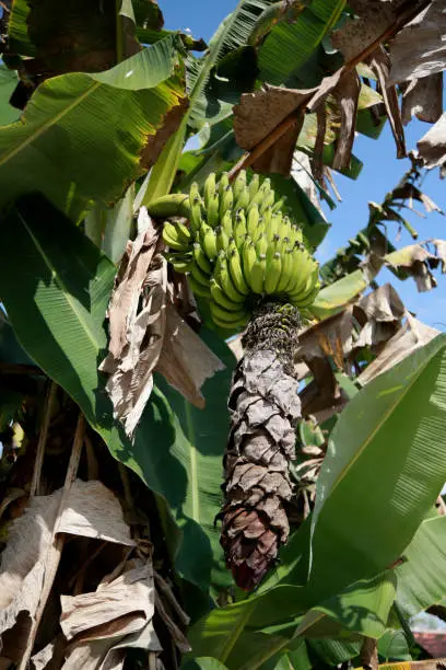 mata de sao joao, bahia / brazil - october 25, 2020: banana fruit plantation on a farm in the rural area of the city of Mata de Sao Joao.