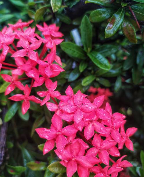 istock Beautiful pink flowers 1283861418