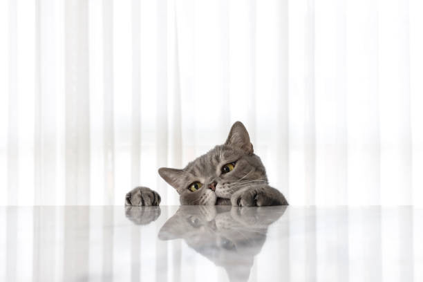 istock Big-eyed naughty obese cat looking at the target. 1283861502