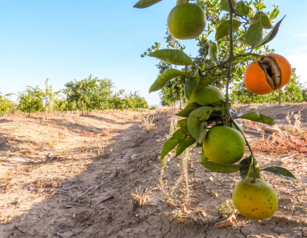 istock Italian Orange Orchards 1283861525