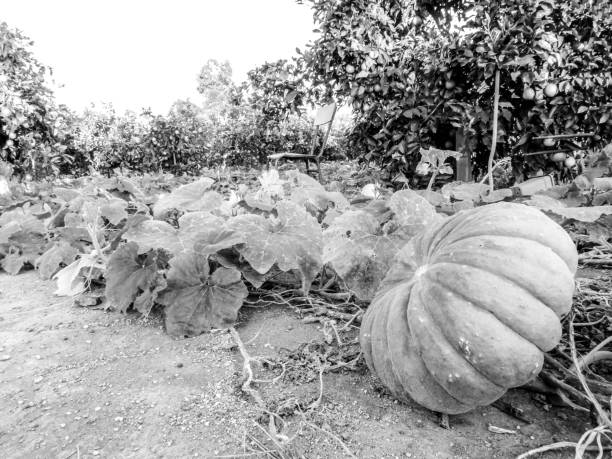 Harvested pumpkins on a farm