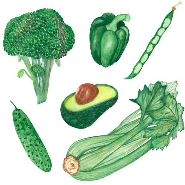 ilustrações de stock, clip art, desenhos animados e ícones de watercolor hand painted nature healthy food set with green celery stem, broccoli, cucumber, avocado, bell pepper and pea pod vegetables collection isolated on the white background - green bell pepper cucumber green pea isolated