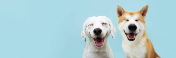 Banner two smiling dogs with happy expression. and closed eyes. Isolated on blue colored background.