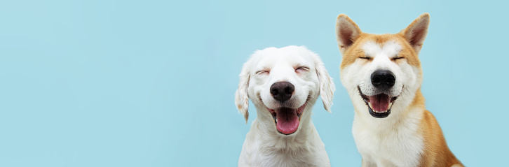 Banner two smiling dogs with happy expression. and closed eyes. Isolated on blue colored background.