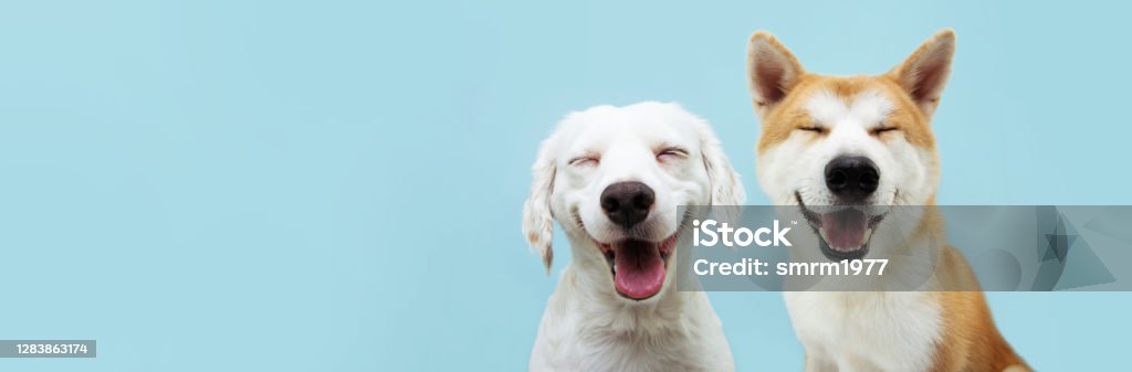 Banner two smiling dogs with happy expression. and closed eyes. Isolated on blue colored background. Dog Stock Photo