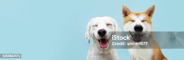 Banner Two Smiling Dogs With Happy Expression And Closed Eyes Isolated On Blue Colored Background Stock Photo - Download Image Now