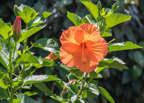 istock Orange Hibiscus in the Sun 1283863185