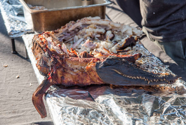 Barbecue Croc Closeup of barbecue crocodile meat with full length young animal cooked and cooked meat exposed resting on aluminum foil in outdoor market in Darwin, Australia darwin nt stock pictures, royalty-free photos & images