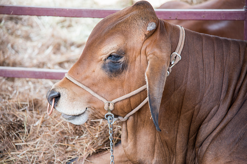 Close-up of livestock cattle with nose ring, and rope harness with chain, resting on hay in outdoor stall in Darwin, Australia